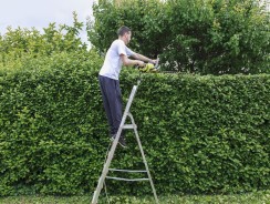 Quand tailler sa haie ?